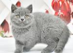 Irvis1 - British Shorthair Kitten For Sale - NY, US