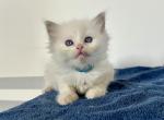 Snowflakes kittens blue collar - Ragdoll Kitten For Sale - Bradenton, FL, US