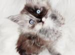 Sloan - Maine Coon Kitten For Sale - Rockford, IL, US