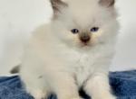 Snowflakes litter Mr brown collar - Ragdoll Kitten For Sale - Bradenton, FL, US