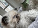 Lupi - Himalayan Kitten For Sale - Worcester, MA, US