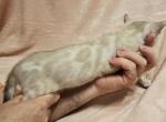 Snow Lynx Blue Collar - Bengal Kitten For Sale - Bradner, OH, US