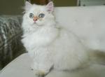 Iago - British Shorthair Kitten For Sale - Louisville, KY, US