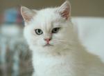 Ivo - British Shorthair Kitten For Sale - Louisville, KY, US