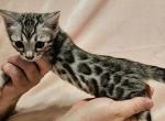 Silver Male Black Collar - Bengal Kitten For Sale - Bradner, OH, US