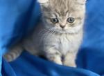 Masha - British Shorthair Kitten For Sale - IL, US