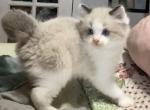 SALE       Cookies bicolor female - Ragdoll Kitten For Sale - Salem, OR, US