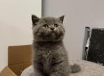 Scottish Kittens - Scottish Fold Kitten For Sale - Auburn, WA, US