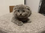 Scottish Kittens - Scottish Fold Kitten For Sale - Auburn, WA, US