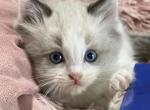 SALE      Cookies bicolor male - Ragdoll Kitten For Sale - Salem, OR, US