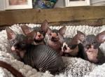 Naked Felis litter 3 males and 2 females available - Sphynx Kitten For Sale - 
