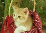 Buster - Domestic Kitten For Sale - Barto, PA, US