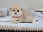 Kitty 3 - British Shorthair Kitten For Sale - Helotes, TX, US