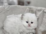 Kitty 5 - British Shorthair Kitten For Sale - Helotes, TX, US