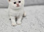 Kitty 4 - British Shorthair Kitten For Sale - Helotes, TX, US