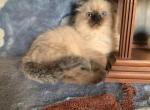 TICA SEALPOINT RAGDOLL Male and FEMALE - Ragdoll Kitten For Sale - East Earl, PA, US