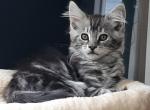 Billy Pick of the Litter - Maine Coon Kitten For Sale - Black Diamond, WA, US