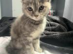 Princess - Domestic Kitten For Sale - 