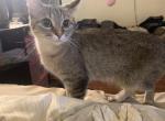 Mila - Domestic Cat For Sale - 