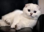Milash - Scottish Fold Kitten For Sale - 