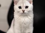 Luna - Scottish Straight Kitten For Sale - Buffalo Grove, IL, US