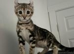 Caraxes - Highlander Kitten For Sale - Centreville, MD, US