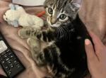 Vermax - Highlander Kitten For Sale - Centreville, MD, US