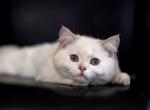 Boo - Scottish Straight Kitten For Sale - 