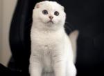 Lola - Scottish Fold Kitten For Sale - 