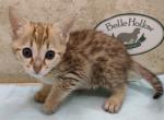 Savannah reduced pricing F4SBT girl - Savannah Kitten For Sale - Franklin, NC, US