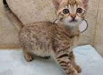 Savannah F4SBT girl 2 - Savannah Kitten For Sale - Franklin, NC, US