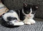 Polydactal - Polydactyl Kitten For Sale - Dover, OH, US