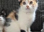 Peanut - Domestic Kitten For Sale - Dover, OH, US