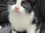 Milly - Domestic Kitten For Sale - Dover, OH, US