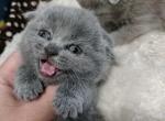 SCOTTISH FOLD Kittens  Boys and Girls - Scottish Fold Kitten For Sale - Lockport, IL, US