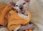 Sphynx Elf Boy Kyanite TICA rights - Sphynx Kitten For Sale - Lockport, IL, US