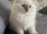 Coco - Himalayan Kitten For Sale - IL, US