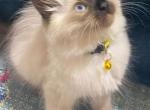 Ellie's Spring Long Haired Kitten - Siamese Kitten For Sale - Ypsilanti, MI, US