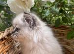 Sophie Bleu s litter - Ragdoll Kitten For Sale - Oak View, CA, US