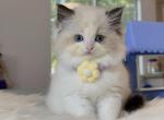 R007 - Ragdoll Kitten For Sale - Temple City, CA, US