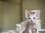 Lili - Devon Rex Kitten For Sale - 