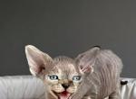 Ron - Devon Rex Kitten For Sale - Hollywood, FL, US