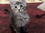 Blair - Maine Coon Cat For Sale - Crestview, FL, US