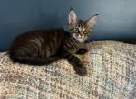 Susie Q - Maine Coon Kitten For Sale - Crestview, FL, US
