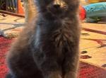 Greta - Maine Coon Kitten For Sale - Crestview, FL, US