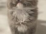 Socks - Ragdoll Kitten For Sale - Hyde Park, NY, US