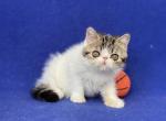Gosha - Exotic Kitten For Sale - Yucca Valley, CA, US