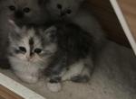 Sakura - Ragdoll Kitten For Sale - Oklahoma City, OK, US