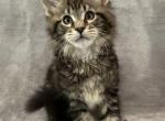 BlackBerry - Maine Coon Kitten For Sale - Bryn Athyn, PA, US