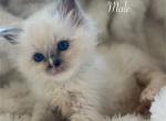 Ragdoll Kittens - Ragdoll Cat For Adoption - Boston, MA, US